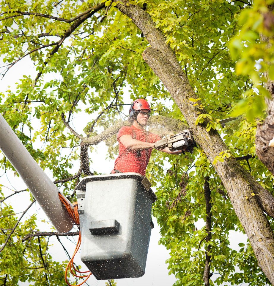 Residential tree services in Atlanta