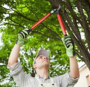 tree trimming cost