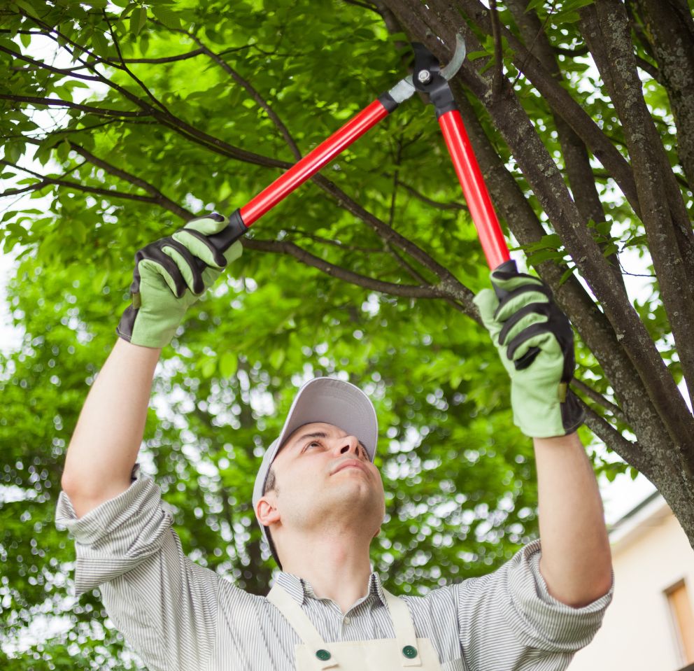 Trimming Tranquility: The Art of Tree Pruning for a Healthier Landscape