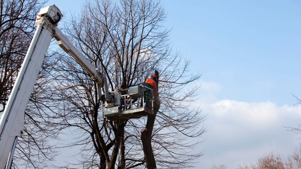 Tree Pruning Service