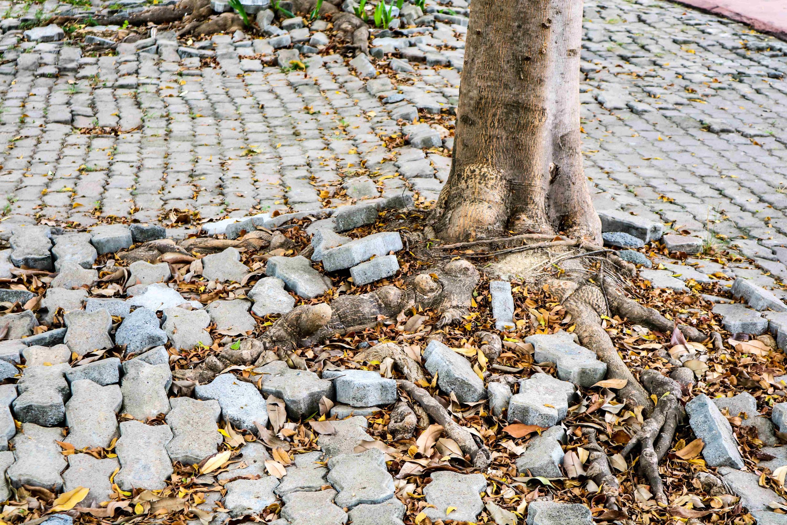Root Awareness: Understanding and Managing Tree Impact on Concrete