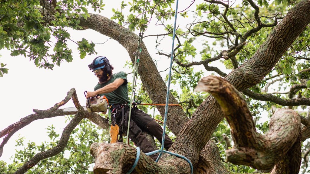 tree removal near me