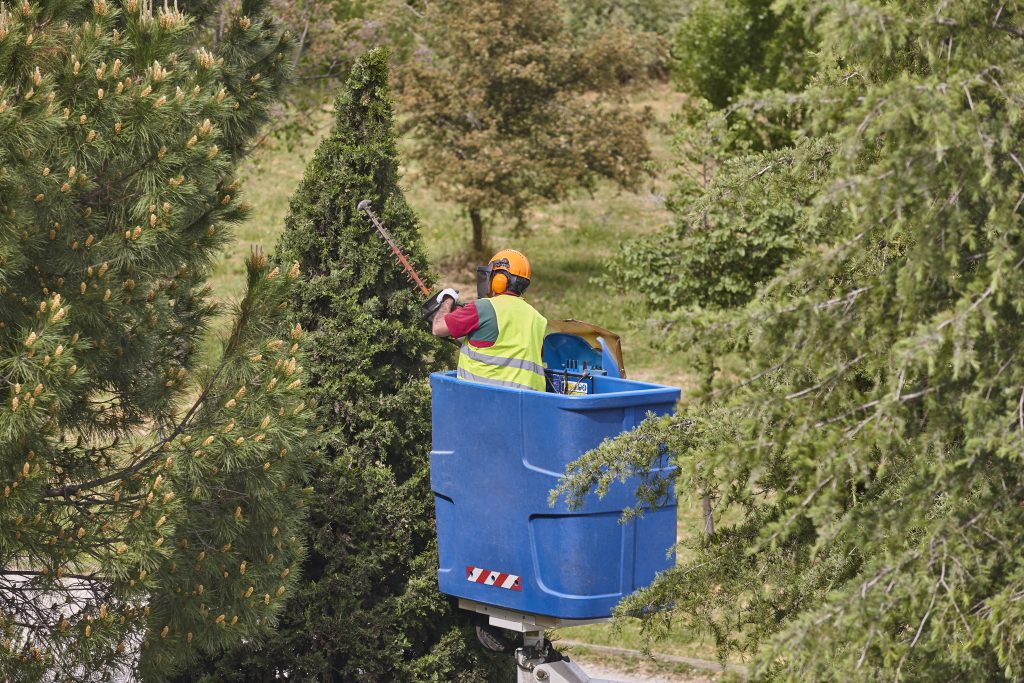 Tree pruning