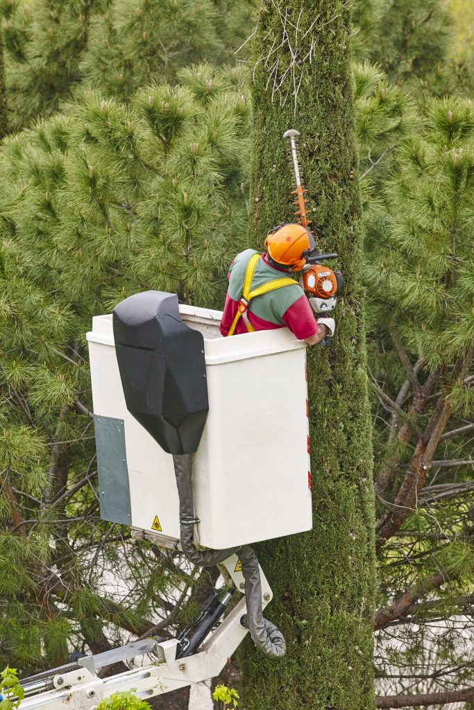 Tree pruning Services