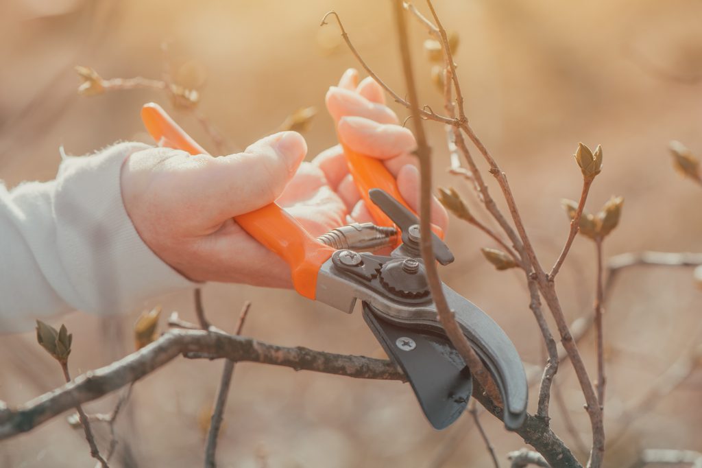 Female gardener cutting branches in cherry fruit orchard with pr