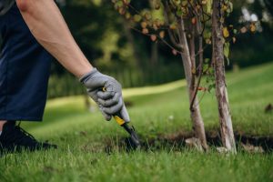 Taking care of the little tree. Professional gardener is on the lawn