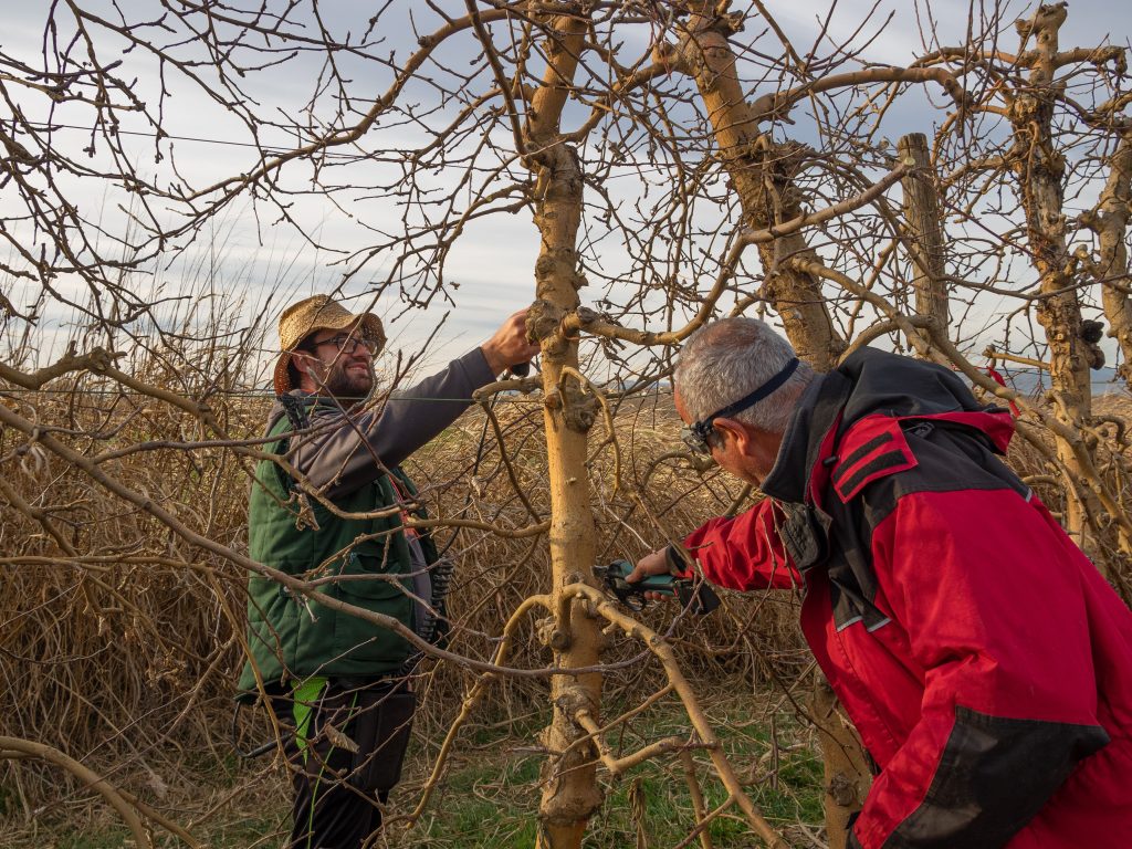 Young farmer pruning a tree using pruning shears with an older farmer cutting a branch of a tree