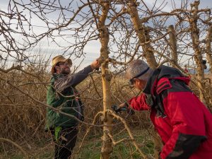 Young farmer pruning a tree using pruning shears with an older farmer cutting a branch of a tree